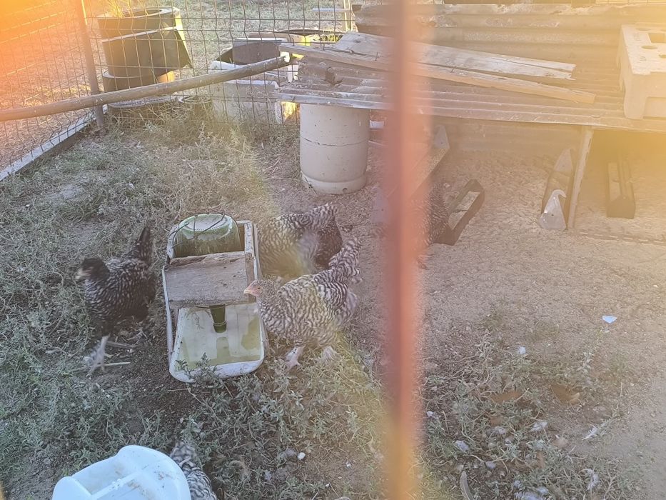 Frangos, ovos malines e pintos