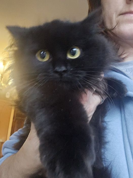 Кошеня кішка киця