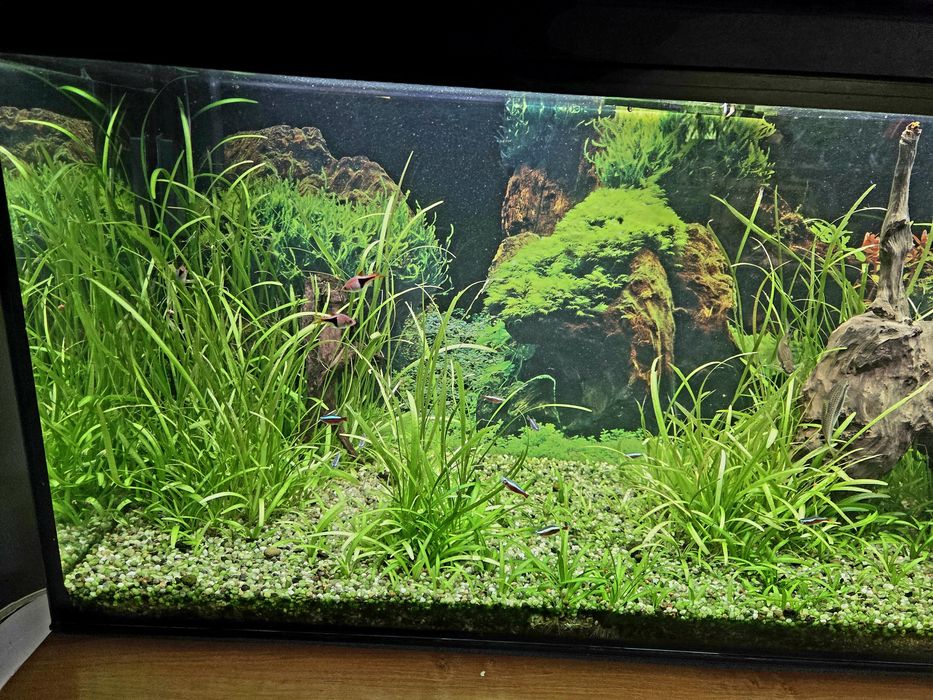 Akwarium 240l z życiem