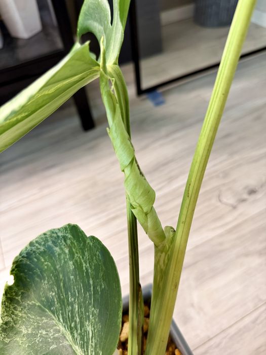 Monstera bulbosaur