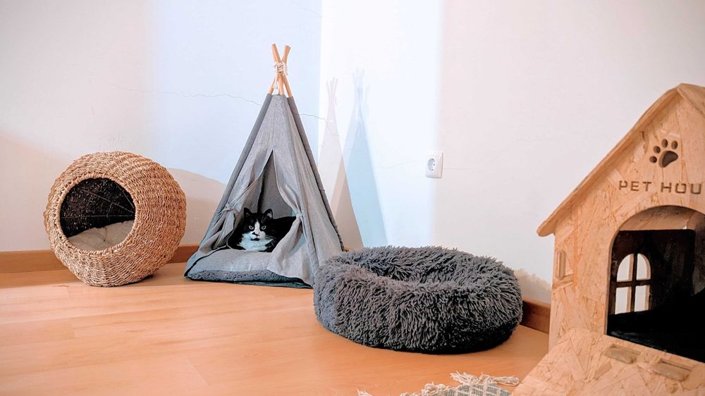 CAT HOTEL. Hotel para gatos. Hospedagem Familiar para Gatos