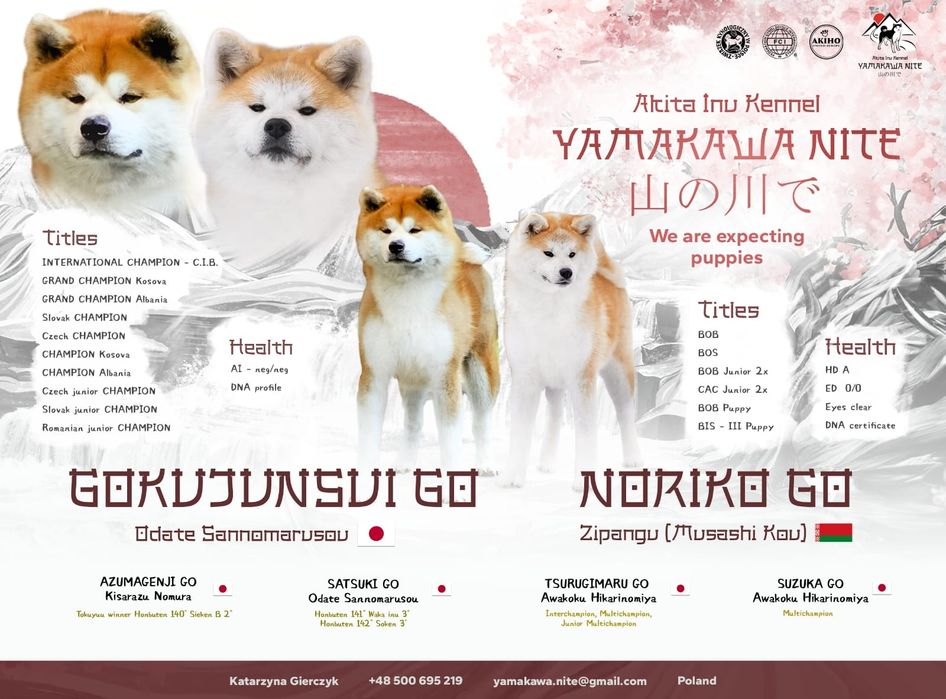 Akita Inu (japońska), ZKwP / FCI & AKIHO - zapowiedź miotu