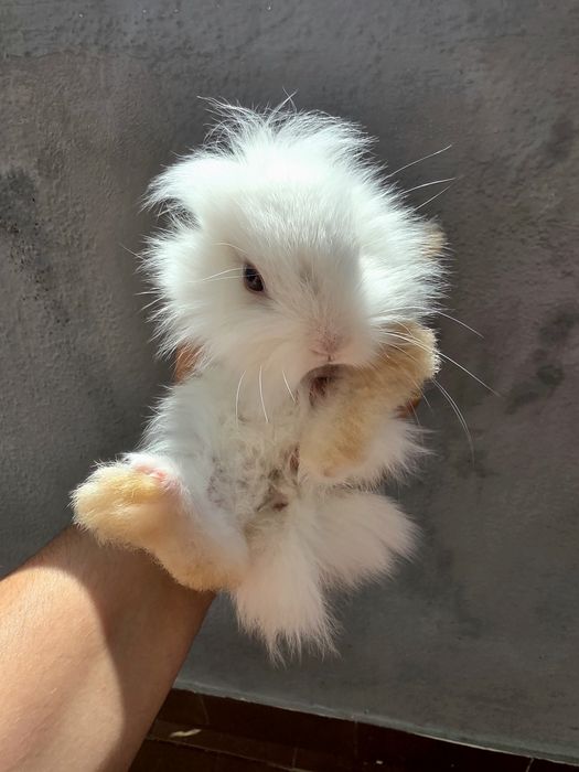 Coelhos anões mini para companhia