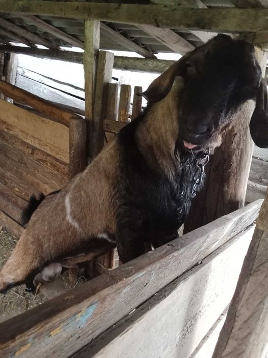 Цап англонубійської породи