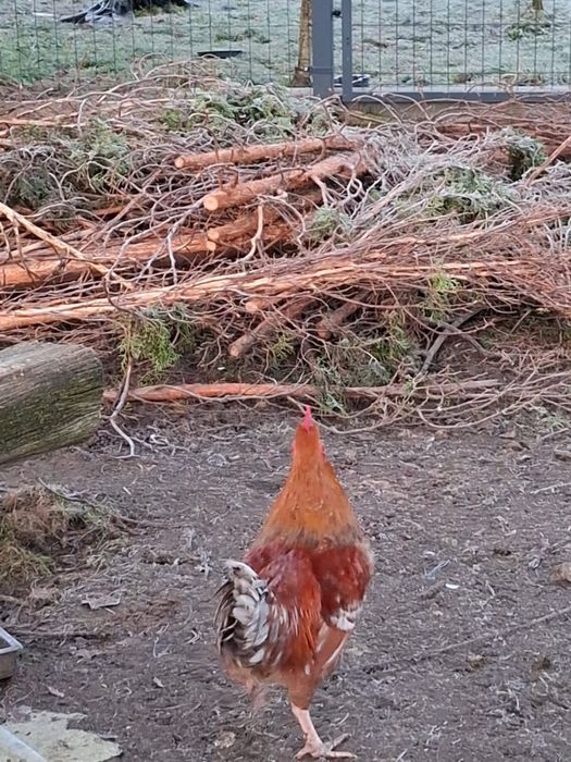 Koguty kogutki mlode