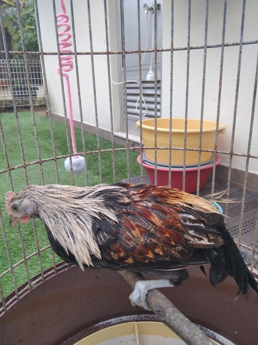 Garnizos machos Sebright e Phoenix