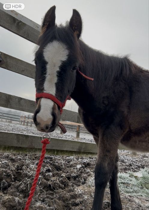 Sprzedam  ogierka lub zamiana