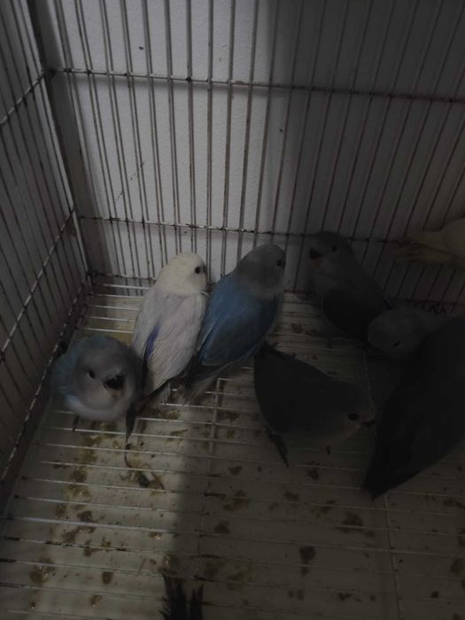 Roseicollis criados a Mão!