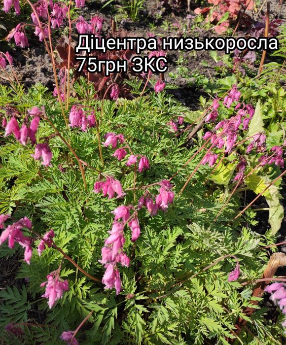 Флокс шилоподібний Candy Stripes, флокс шиловидный вечнозелёный