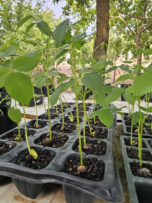 Erythrina crista galli planta