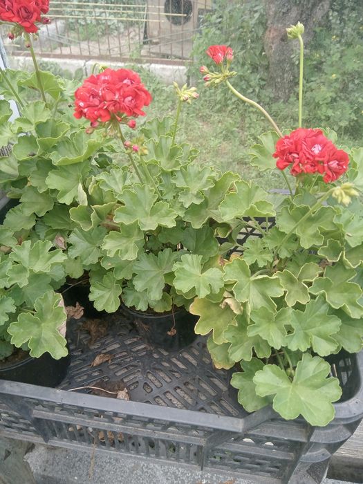 Pelargonia, różyczki
