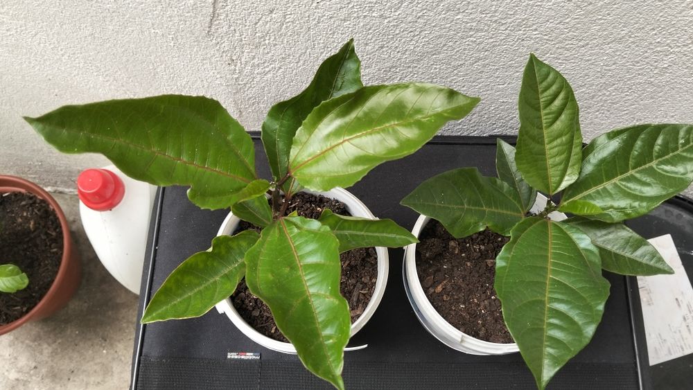 2 maracujás amarelos tropicais
