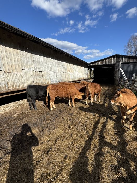 Odsadki limousine byczki i jałówki