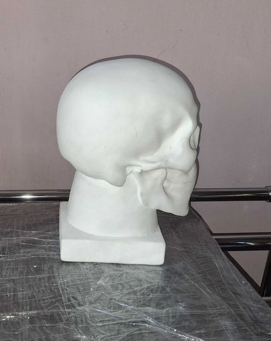 модель гіпсового черепу на підставці