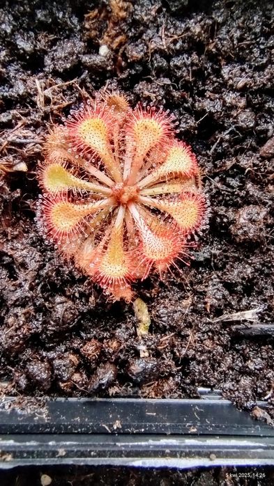 Drosera Natalensis i spatulata lovellae (rosiczka)
