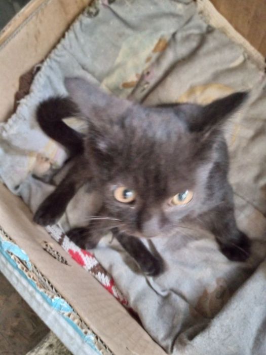 Віддам кошенят тільки в добрі руки