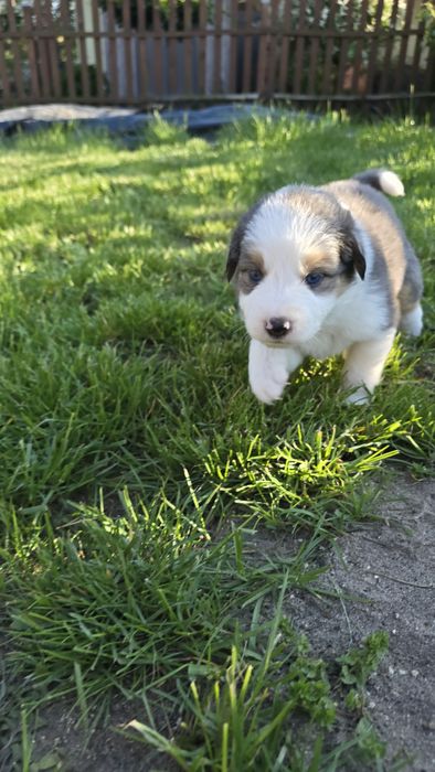 Border Collie blue merle