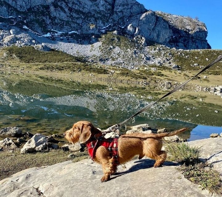 Жорсткошерстні таксята