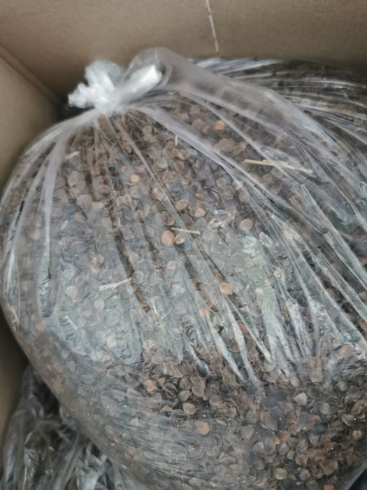 Łuska gryki do poduszki lub inne wykorzystanie