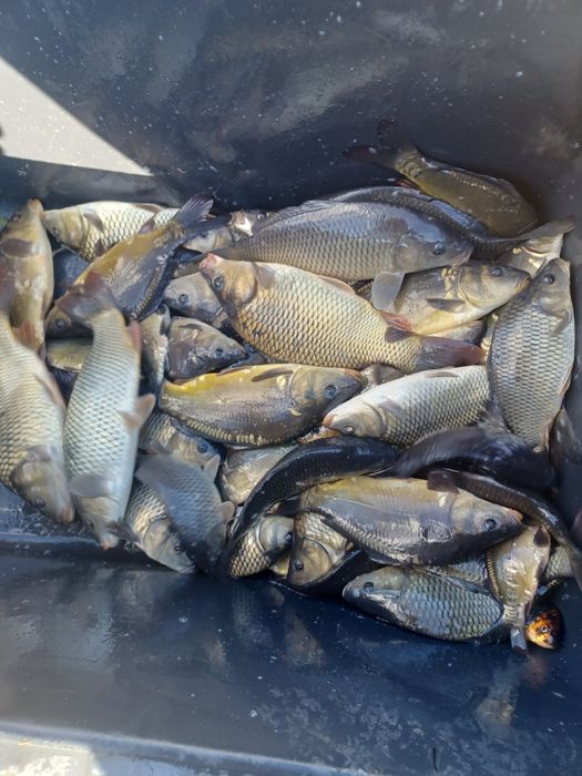 Karp 15cm-35cm . Lin , Amur ,Tołpyga , Karaś złoty.