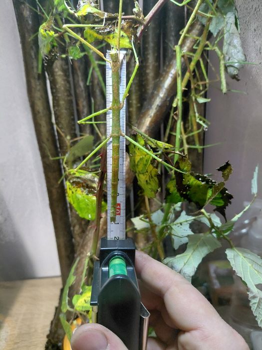 Patyczaki młode oddam w dobre ręce