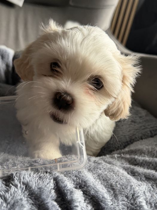 Shih tzu sunia bicolor
