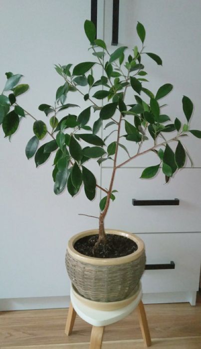 Традесканція Рео звисаюча кімнатні рослини вазон ампельний фікус Рівне