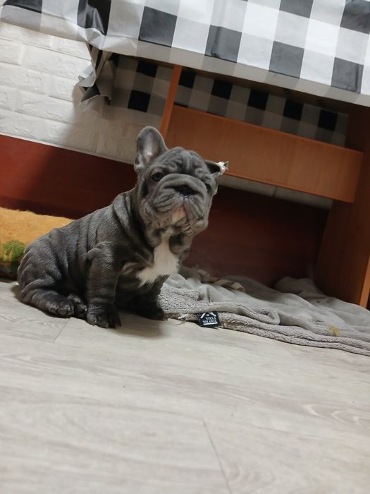 Гарний малюк французький бульдог
