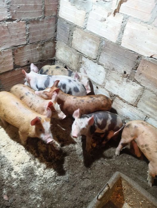 vendo excelentes leitoes