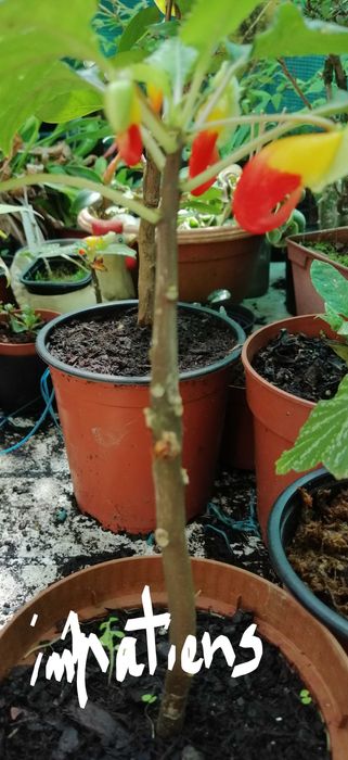 Impatiens niamniamensis