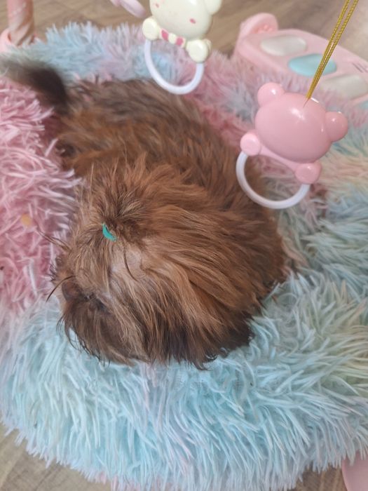 Gaga mini sunia shih tzu / domowa hodowla