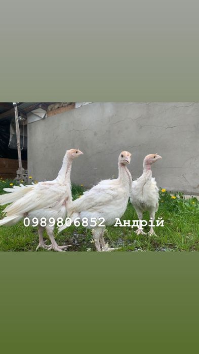 Індик (індичата Біг-6)підрощенні