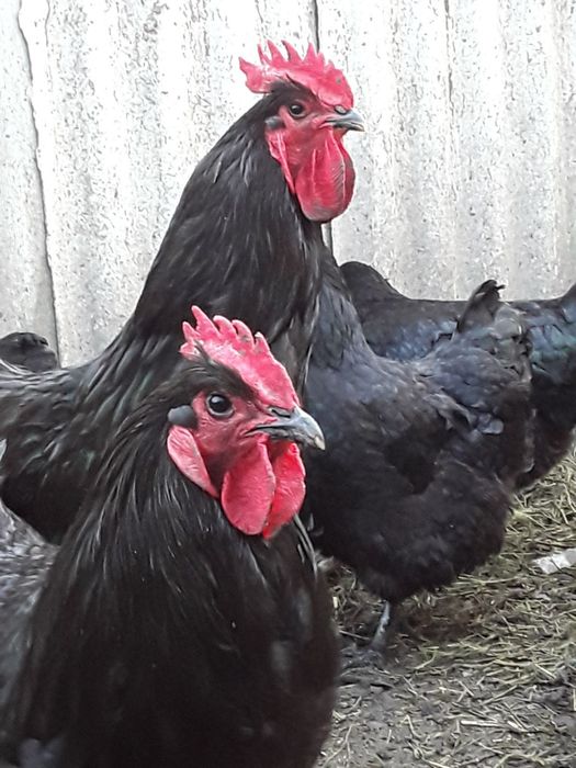 Яйця джерсійського гіганта