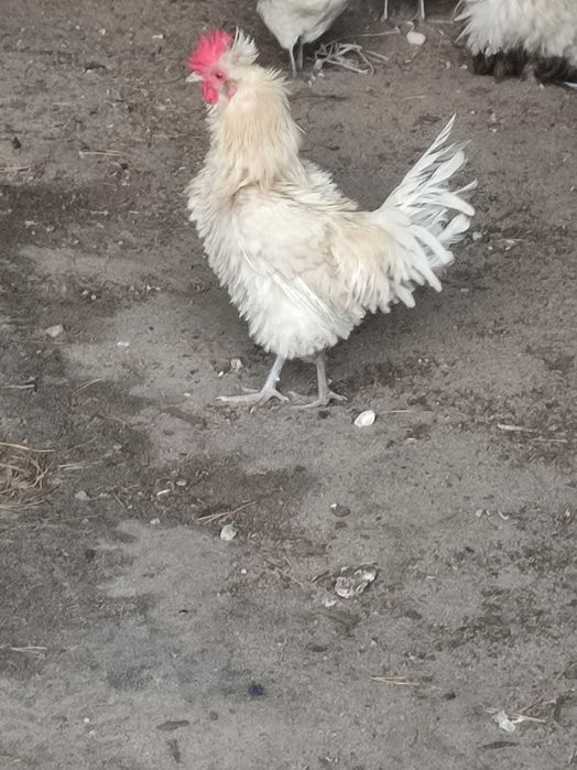 Sprzedam koguty różne