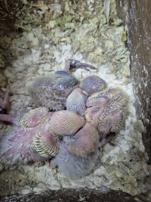 Agapornis rosicollis  bebés