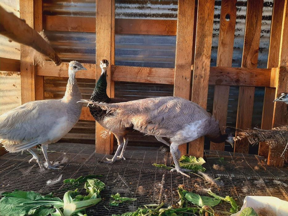 Casal pavões Opal e Azul Real