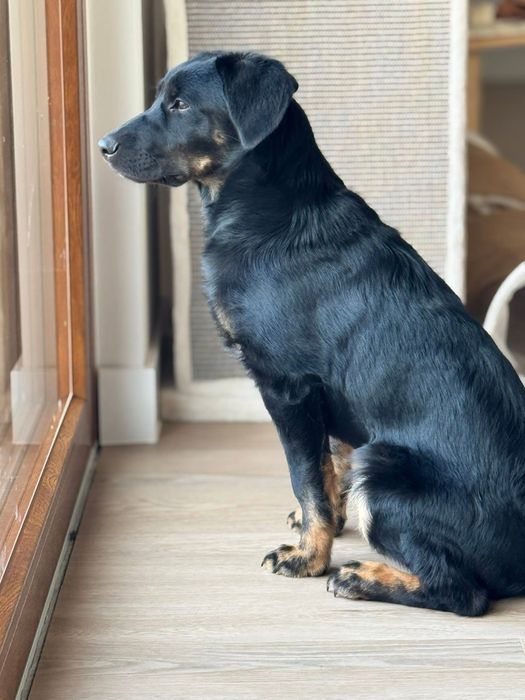 Enzo - 5 miesiecy do adopcji