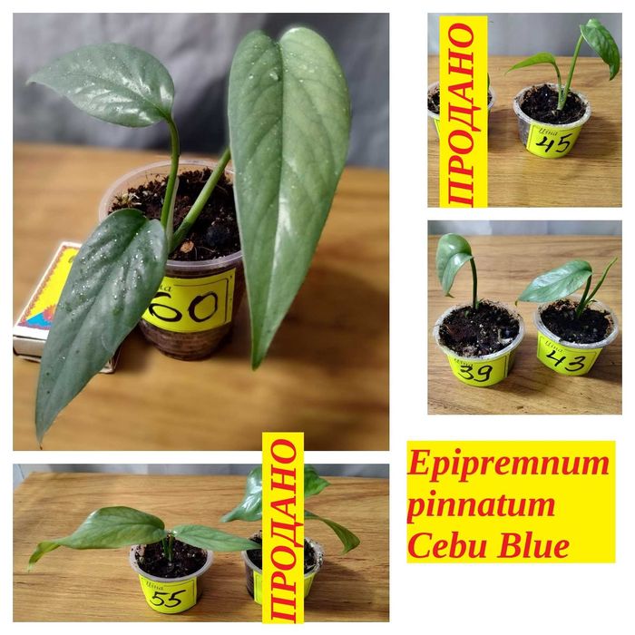 ‼️Колекція епіпремнумів/сциндапсусів