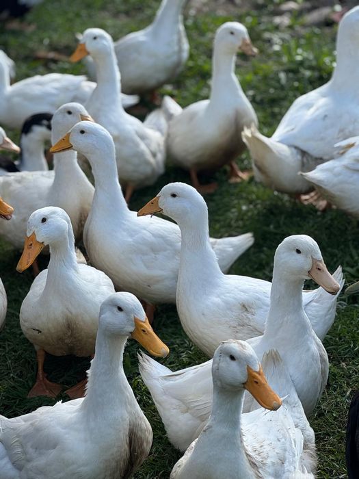 Sprzedam kaczki pekin
