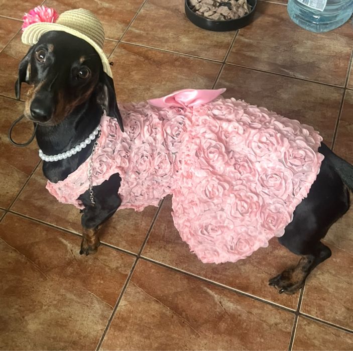 Потужні цуценята таксята