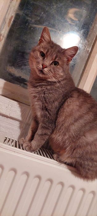 Отдам серую вискасную кошку, стерилизована, 1,5 года