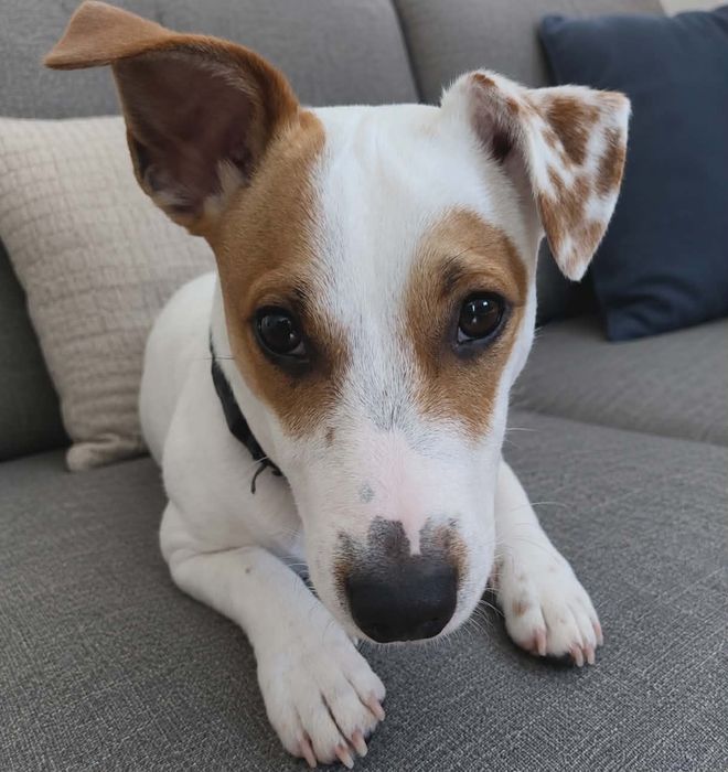 Jack Russell Terrier