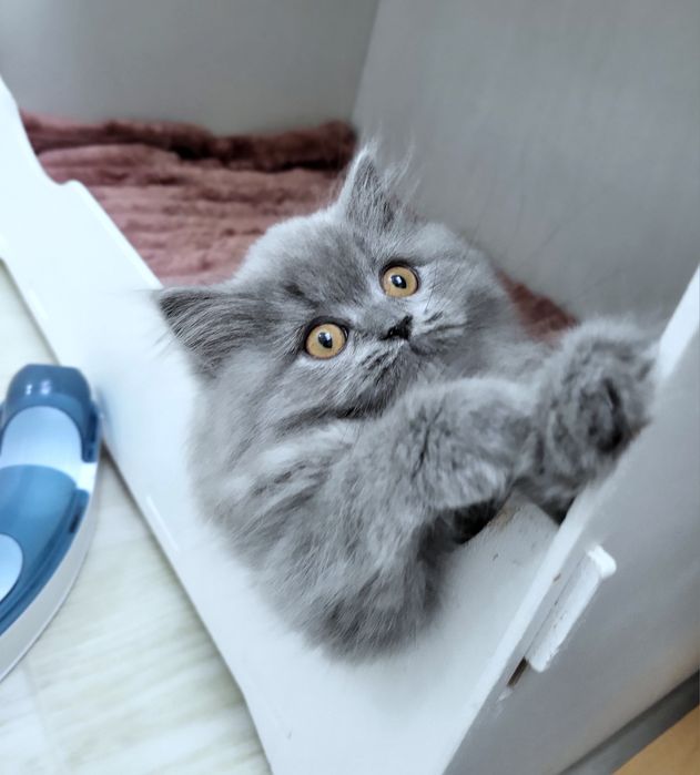 Koteczka szkocka prostoucha z rodowodem WCF