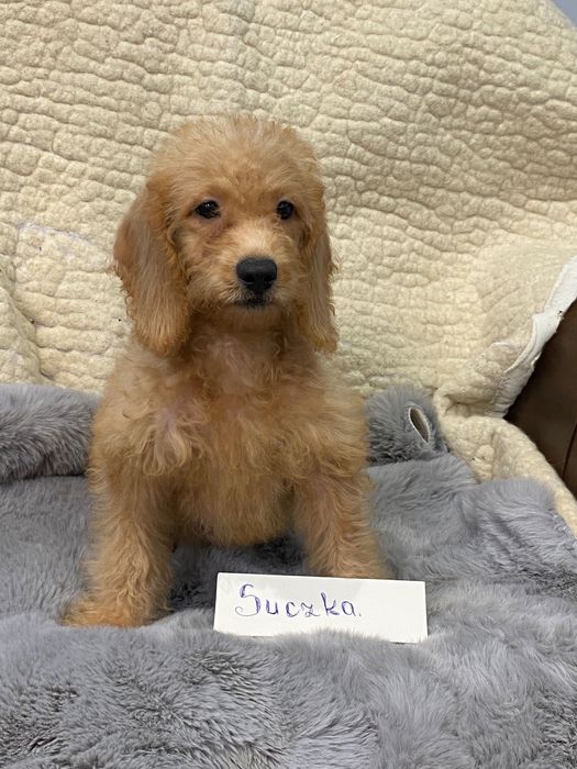 Sprzedam śliczne cockapoo