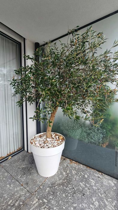 Oliveira de 7 anos plantada em vaso grande - Está a dar azeitonas