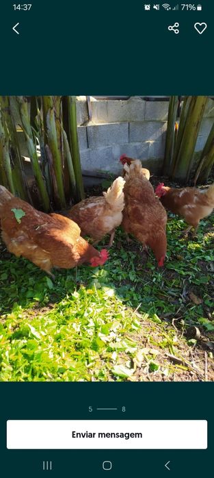 Ovos galinha caseiros