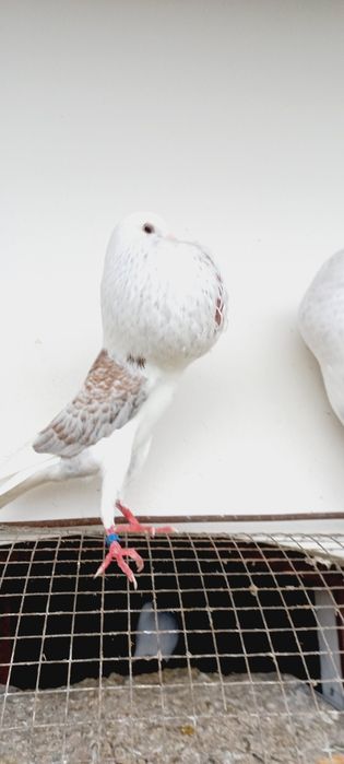 Garłacze vorburskie