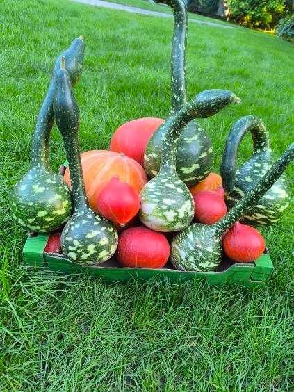 Dynia ekologiczna, Wiślica/Busko/Kazimierza/Skalbmierz świętokrz.