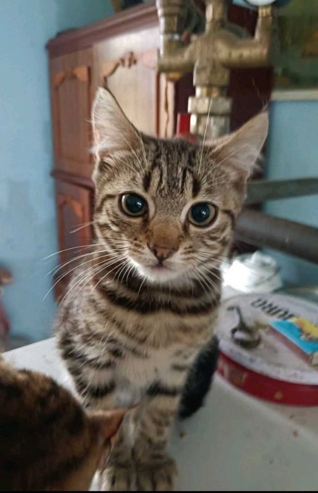 Бенгальская кошечка продается