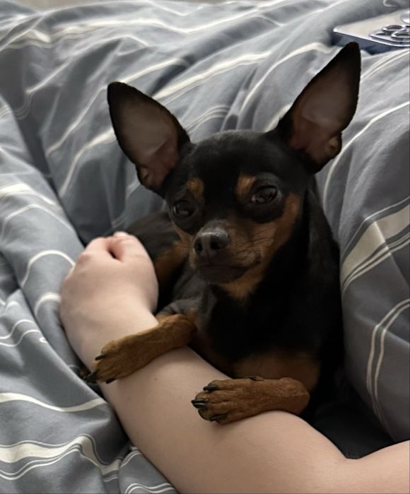 Вʼязка / злучка той-терʼєр стандарт